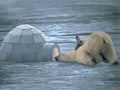 Funny Animal Pictures