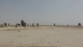 Desertification