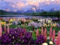 Earth This Beautiful World