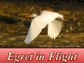 Egret in Flight