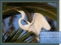 Egret in Heat