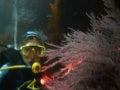 El buceo recreativo como herramienta de conservación y divulgación de los valores naturales