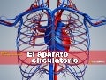 El aparato circulatorio