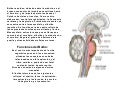 El cerebro