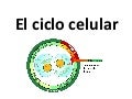 El Ciclo Celular