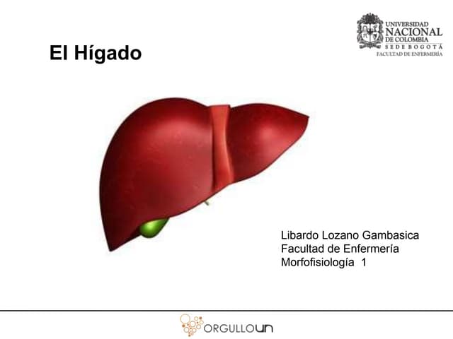El Hígado - Morfología, Histología ...