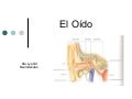 El oído