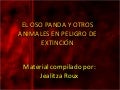 El oso panda