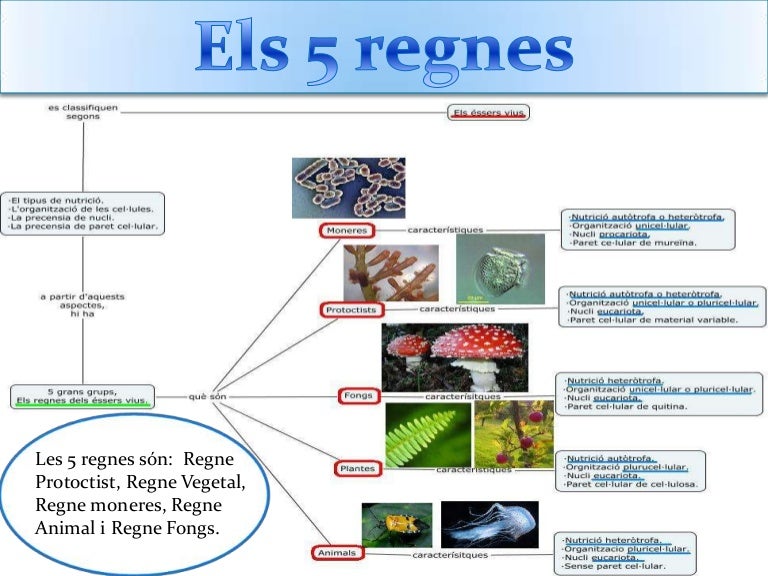 Resultado de imagen de 5 regnes