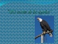 El Secreto D Las Aguilas