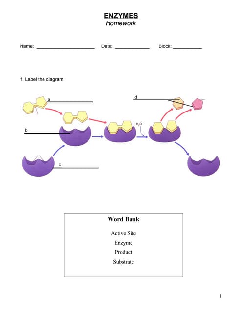 Worksheets Enzyme Activity Worksheet 6 mcq 2 enzymes