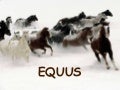 Equus