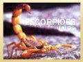 Escorpiões