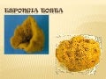 Espongia tosta