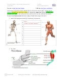 Essential Biology 11.2 Muscles and Movement AHL