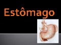 A digestão no estômago