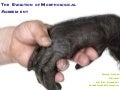 Evolution of Morphological Agreement - Peche Kucha