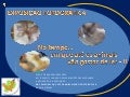 No tempo em que até os animais vão gostar de ler - II