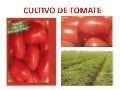 Exposicion de tomate