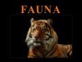 Fauna