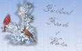 Feathered friends of winter