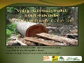 Feeding the domestic market: Is small-scale timber harvesting sustainable in Cameroon?