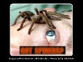 Wichita, Ks. Pest Control - Call Ferguson Phone (316) 616-5845