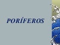 Filo porífera