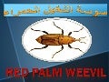 سوسة النخيل