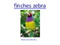 Finches zebar