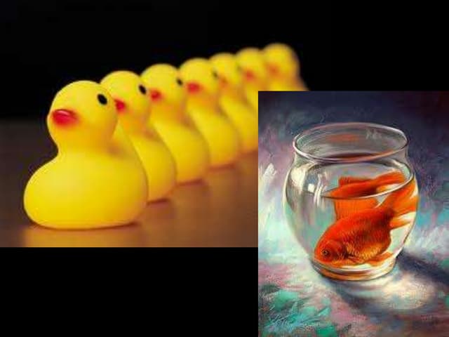 First fare 2010 project-management