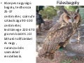 Fülesbagoly, vörös róka