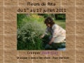 Fleurs de rita17 juillet 2011