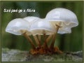 Flora
