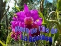 Flore de la réunion