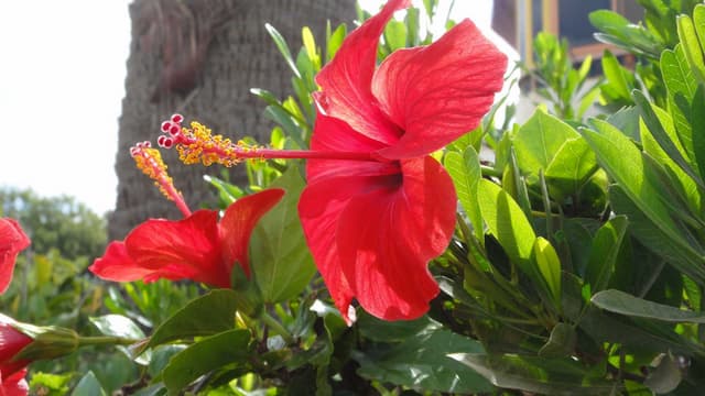 Flowers