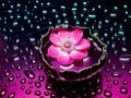 Flowers And Water Drops