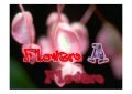 Flowers A