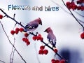 Flowers and birds
