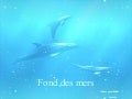 Fond Des Mers