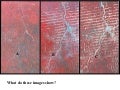 Forest Destruction Lesson
