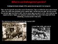 For Moses Pereira-Why Save the Tiger?