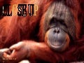 Fotos De Animales  Close Up