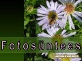 Fotos ntees
