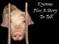 A Free Range Story