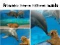 Touching Friendship Between Different Animals