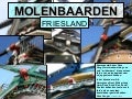 FRIESE MOLENBAARDEN