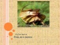 Frilled Lizards