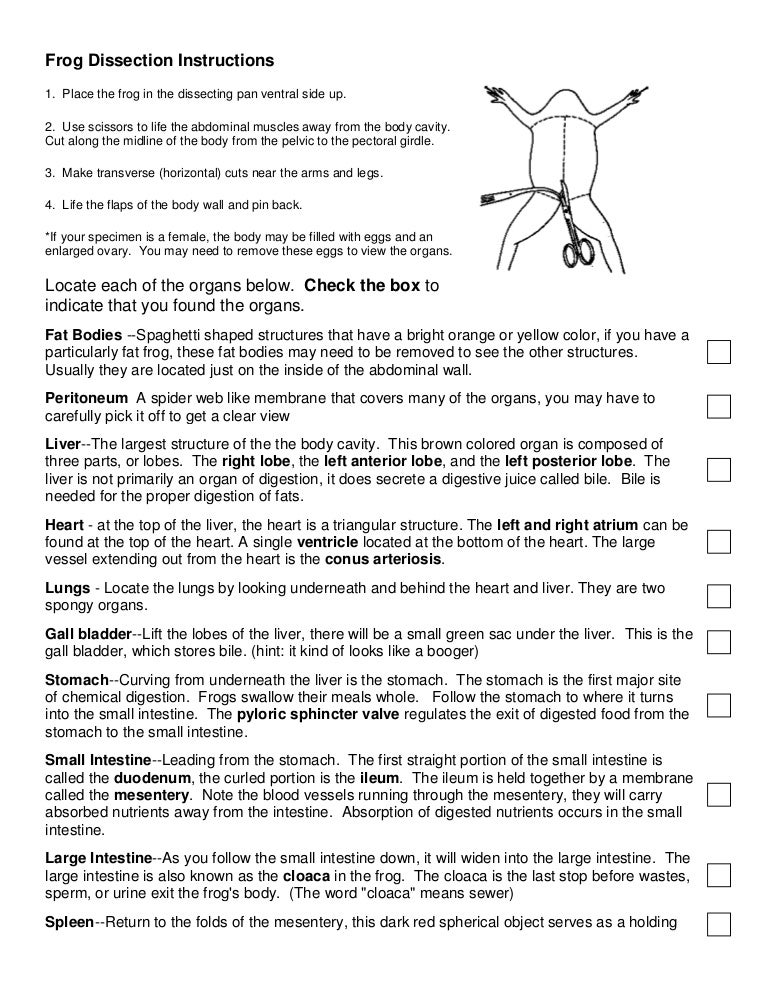 Printables Frog Dissection Worksheet frog dissection handout