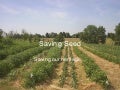 Saving Seed